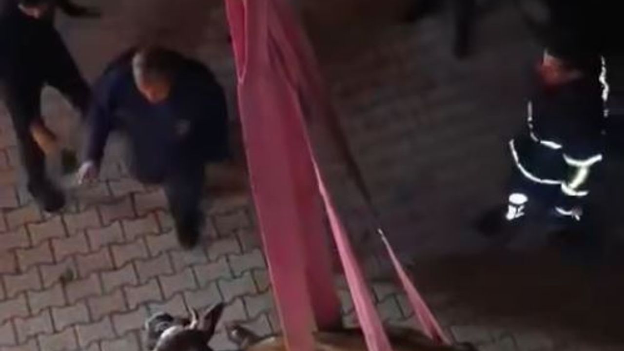Hatay'da dama çıkan inek, vinçle indirildi