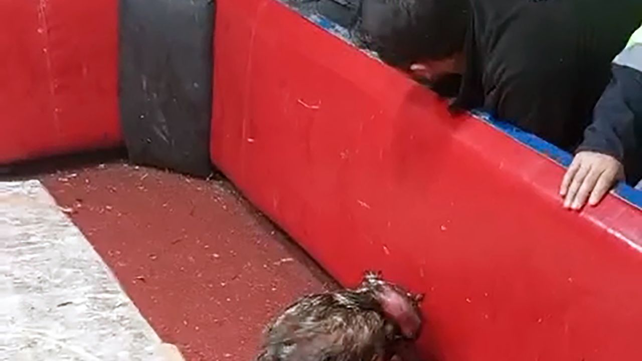 Temizlik işçisi kıyafeti giyen polisten horoz dövüşüne suçüstü; 661 bin lira ceza