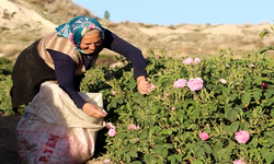 Isparta'da havalar ısındı, gül sezonu 1 ay erken başladı