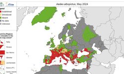 Ateşli hastalığa neden olan sivrisinek türü, Avrupa’da hızla yayılıyor