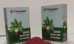 Yerli şeker pancarı tohumunda üretim başladı