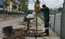 Ümraniye'de 5 yılda 40 bin ağaç toprakla buluştu