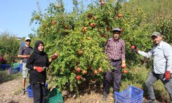 Dünyadaki iklim değişikliği narda da kaliteyi düşürdü