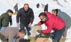 Erzurum'da yaban hayatı için doğaya yem bırakıldı