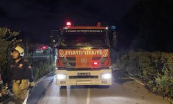 Beykoz'da orman yangını büyümeden söndürüldü