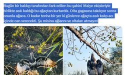 Gagasına olta takılı halde ağaca asılı kalan şahin kurtarıldı