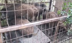 Çatalca'da kaçak avcıların kurduğu domuz tuzakları bulundu