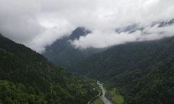 'İklim değişikliğiyle mücadelede en etkin silah ormanlar'