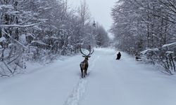 Karla kaplı yaylada yürüyen geyik dron kamerasında