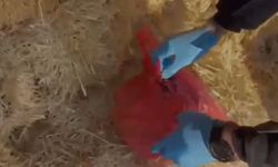 Kayseri'de saman balyaları arasında 1,4 kilo esrar ele geçirildi; 3 gözaltı