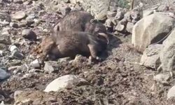 Kuvvetli rüzgar nedeniyle kopan elektrik telinin üzerlerine düştüğü 2 inek öldü