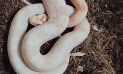 Bursa'da kaçak hayvan ticareti denetimi: 2 papağan ve 1 yılana el konuldu