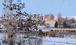 Karga ve sığırcıklar, gökyüzünde görsel şölen oluşturdu