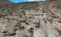 Dronla bozayıları sürüden uzaklaştırdı