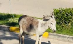 Kara yoluna çıkan başıboş eşek nedeniyle trafik aksadı