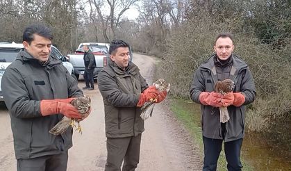 Karacabey’de 3 şahin ile 22 yeşil başlı ördek doğaya salındı