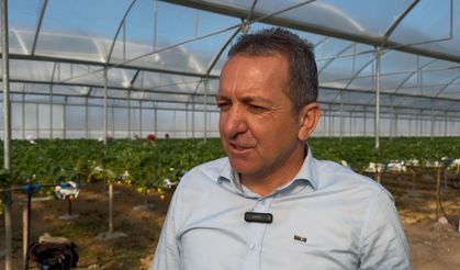 Silifke’de yılın 12 ayı çilek üretimi yapılıyor
