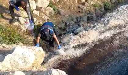 Çevre Bakanlığı, Ceyhan Nehri'ndeki balık ölümlerine inceleme başlattı
