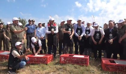 Kastamonu'da 2 bin 100 kınalı keklik doğaya salındı