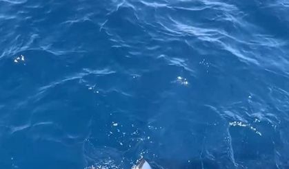 Çanakkale'de balıkçıların oltasına 6 metrelik köpek balığı takıldı