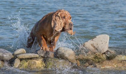 Doç. Dr. Gürler: Hayvanlar serinlesin diye bol su ile yıkamak yanlış