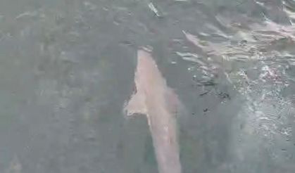 Bartın Balıkçıların ağına köpek balığı takıldı