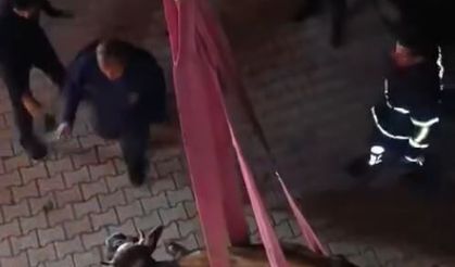 Hatay'da dama çıkan inek, vinçle indirildi