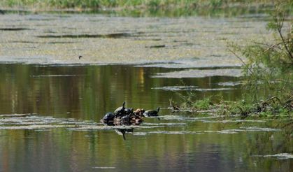 Söke'nin sulak alanları moloz, hafriyat ve çöp tehdidi altında