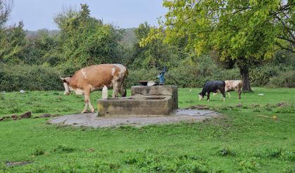 Su kuyusunda kadın cesedi bulundu