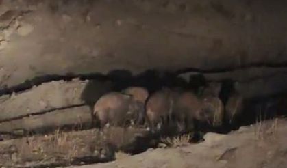 Van'da kırsal mahalleye inen domuz sürüsü görüntülendi