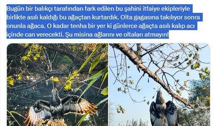 Gagasına olta takılı halde ağaca asılı kalan şahin kurtarıldı