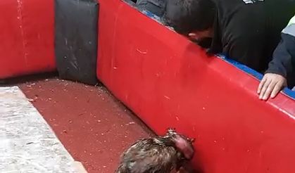 Temizlik işçisi kıyafeti giyen polisten horoz dövüşüne suçüstü; 661 bin lira ceza