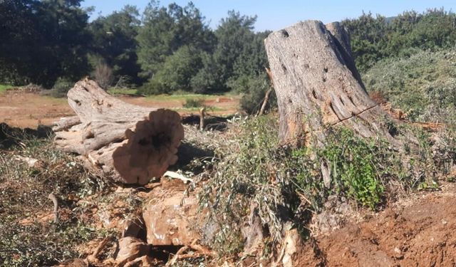 Bodrum'da, 30 zeytin ağacını katlettiler