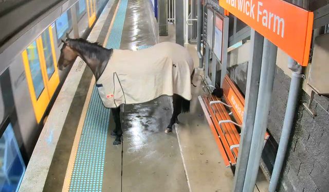 Avustralya’da kaçan yarış atı, tren istasyonunda yakalandı