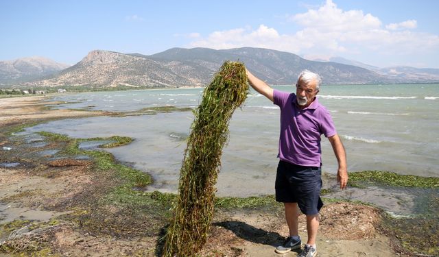 'Algler, Eğirdir Gölü'nü battaniye gibi kapladı'