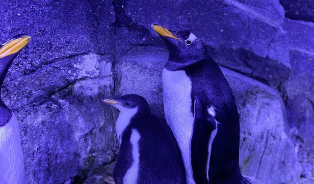 İstanbul’da gentoo türü dört penguen dünyaya geldi