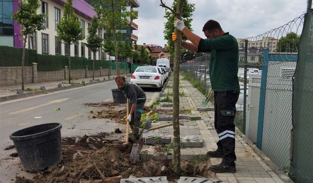 Ümraniye'de 5 yılda 40 bin ağaç toprakla buluştu