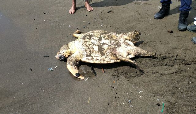 Samandağ sahilinde yaralı yavru caretta caretta bulundu