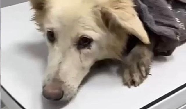 Köpeği döverek öldüren sanığa hapis cezası çıktı