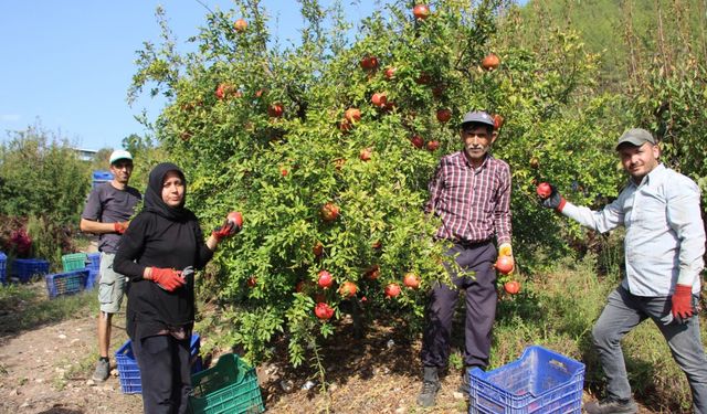 Dünyadaki iklim değişikliği narda da kaliteyi düşürdü