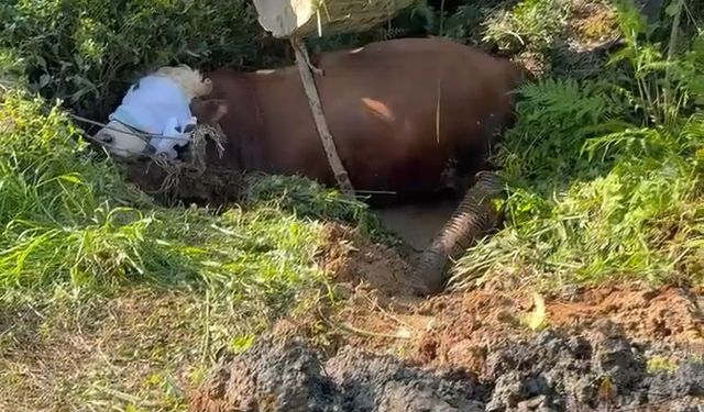 Rize’de kaçan boğa iş makinesiyle kurtarıldı