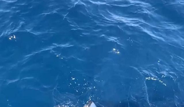 Çanakkale'de balıkçıların oltasına 6 metrelik köpek balığı takıldı