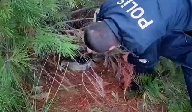 Ormana düzenek kurup kaçak avcılık yapan şüpheliye gözaltı