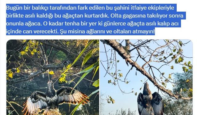 Gagasına olta takılı halde ağaca asılı kalan şahin kurtarıldı