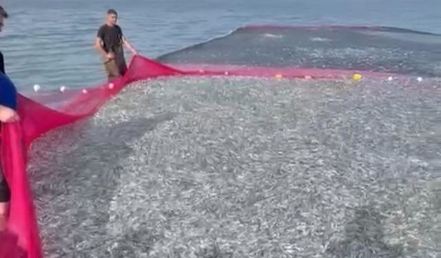 İznik Gölü'nde tek seferde 21 ton gümüş balığı yakalandı