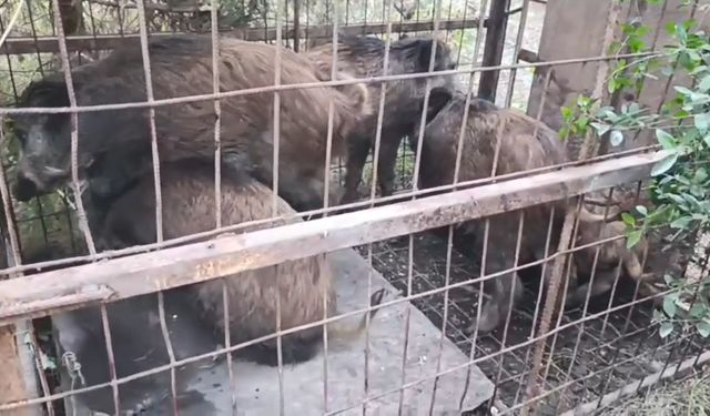 Çatalca'da kaçak avcıların kurduğu domuz tuzakları bulundu