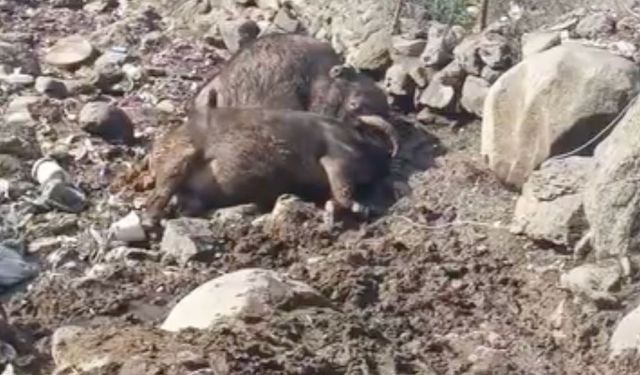 Kuvvetli rüzgar nedeniyle kopan elektrik telinin üzerlerine düştüğü 2 inek öldü