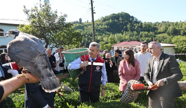 Artvin'de çay hasadı başladı