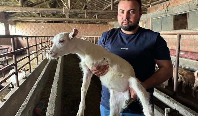Çanakkale'de 3 bacaklı doğan oğlak, yaşama tutundu