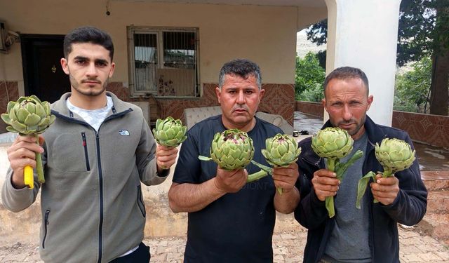KKTC'de ilk kez yediği enginarı memleketinde üretti